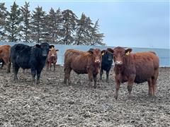 43) Blk-Rd Angus Cross Feeder Steers (BID PER LB) 