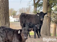 8) Blk Angus 1st Calf Heifer Pairs (AI'd Sire By Schuler Rebel) (BID PER PAIR) 