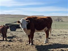 (10) First Calf Heifer Pairs (BID PER PAIR) 