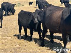 90) 500 Lbs Angus Cross Steers (BID PER LB) 