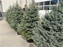 6’ Blue Spruce Trees 