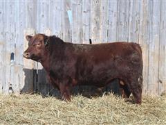 Red Angus 157J 2 YO Comm. Bull 