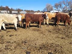 29) Blk/Red/Char Feeder Steers 