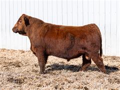 Decade 318L (Red Angus) 