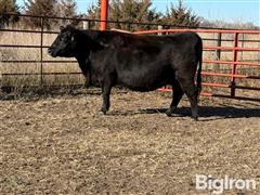 1) 11 YO Angus Solid Mouth Bred Cow 