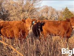 7) Bred Cows (BID PER HEAD) 