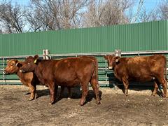 3) Reg. Red Angus (3rd Calvers) (BID PER HEAD) 