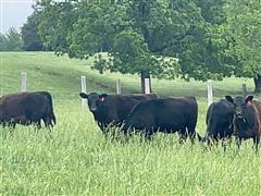 10) Black Replacement Heifers (BID PER HEAD) 