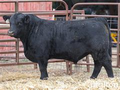 Lot 28 (ZWT Respect 3570) 