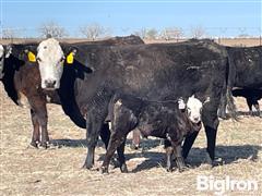 10) 5-6 YO Pairs (Sired By VanNewkirk And Strangle Bulls) (BID PER PAIR) 