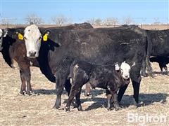 10) 5-6 YO Pairs (Sired By VanNewkirk And Strangle Bulls) (BID PER PAIR) 