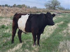 3) Belted Galloway Feeder Steers (BID PER LB) 