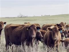 9) Comm. Red Angus 6-7 YO Bred Cows (BID PER HEAD) 