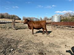 items/70c4cf228f64ed11a76e0003fff934d4/8commercialredangusbredheifersaibredheifercalves_02c4fb61cebf4c469ea67382ba2a33ff.jpg