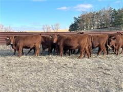 items/70c4cf228f64ed11a76e0003fff934d4/8commercialredangusbredheifersaibredheifercalves_3712f6d79b954239ac385dab55ece178.jpg