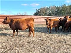 items/70c4cf228f64ed11a76e0003fff934d4/8commercialredangusbredheifersaibredheifercalves_751bb5db5b454306974abd4fea836f0c.jpg