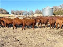 items/70c4cf228f64ed11a76e0003fff934d4/8commercialredangusbredheifersaibredheifercalves_79462b8ad42747769c00e761f5639c21.jpg