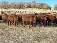 items/70c4cf228f64ed11a76e0003fff934d4/8commercialredangusbredheifersaibredheifercalves_9ce66e220e23443a8cd37abfb09832ce.jpg