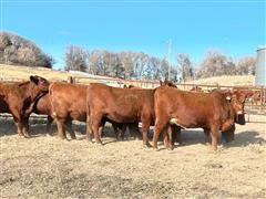 8) Commercial Red Angus Bred Heifers (AI Bred/Heifer Calves) (BID PER HEAD) 