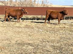 items/70c4cf228f64ed11a76e0003fff934d4/8commercialredangusbredheifersaibredheifercalves_f2102df6000341629656a3a4333f1d77.jpg