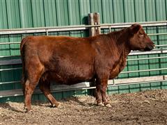 1) Reg. Red Angus H333 (3rd Calver)(Calving In January) 