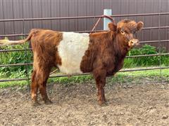 Belted Galloway - Red Angus - Highlander Bull 