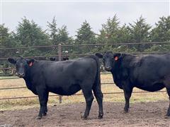 2) Registered Angus Bred Heifers (BID PER HEAD) 