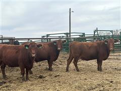 5) 7 YO Red Angus Bred Cows (BID PER HEAD) 