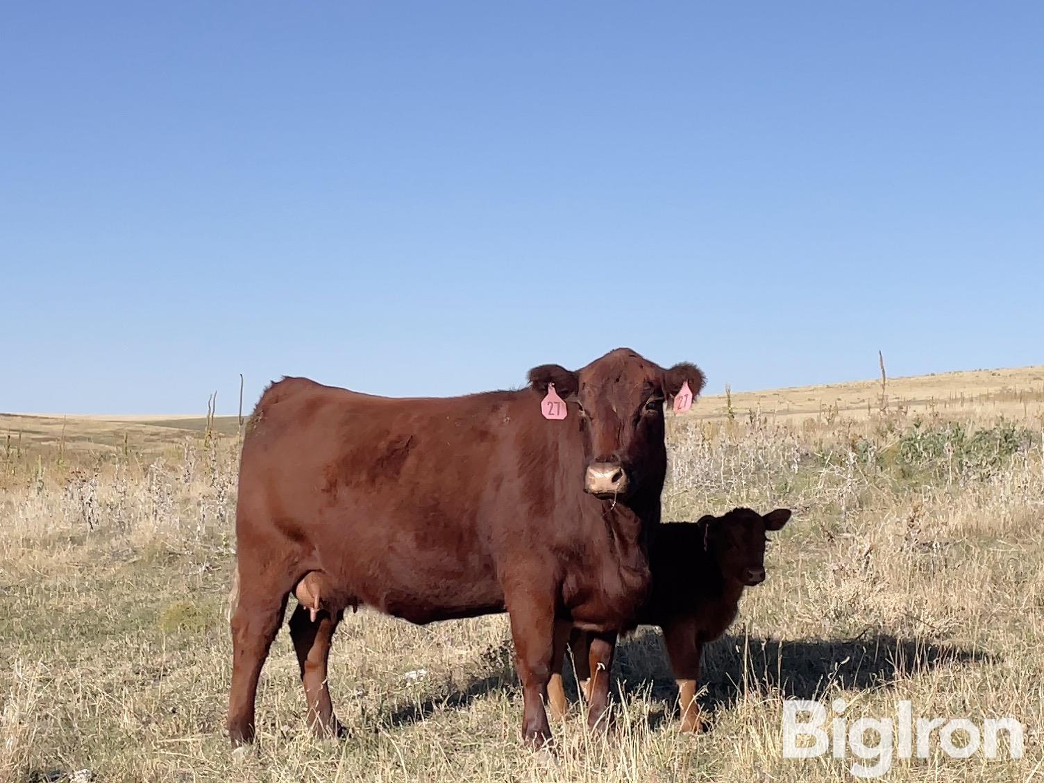 8) Red Angus Heifer Pairs w/ 3-4 Mth Old Calves (BID PER PAIR) 