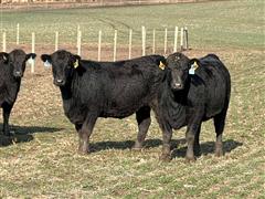 9) Black Bred Heifers (BID PER HEAD) 