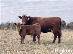 4) Red Angus 3YO True Fall Pairs (BID PER PAIR) 