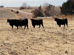 5) Registered Angus Bred Heifers (BID PER HEAD) 