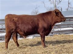 STOCKMAN IND 213 ( 2 YO Red Angus Bull) 