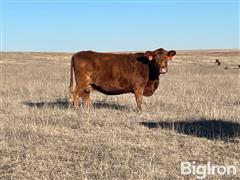 3) Reg. Red Angus 1B Comin' 11-12 YO Bred Cows (BID PER HEAD) 