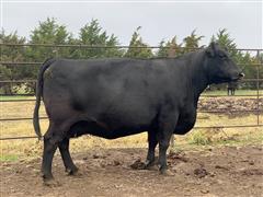 2) 8 & 10 YO Purebred Angus Bred Cows (BID PER HEAD) 