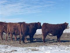 9) Red Angus 4-5 YO Bred Cows (April Calvers) (BID PER HEAD) 