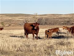 9) Reg. Red Angus 1A Heifer Fall Pairs (BID PER PAIR) 