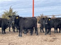 6) Angus 2-3 YO Bred Cows (BID PER HEAD) 