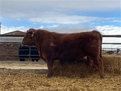 7P 018 Red Angus 2 YO Bull 