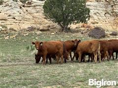 10) Commercial Red Angus Bred Heifers (BID PER HEAD) 