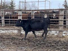 15) Blk Angus Open Replacement Heifers (BID PER HEAD) 
