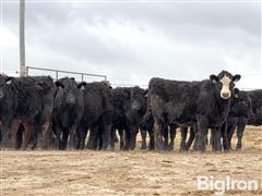 70) 700lbs BLK/BWF/RED Feeder Heifers (BID PER LB) 