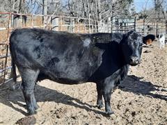 1) Blk 4 YO Angus Bred 100% Fullblood Blk Wagyu 