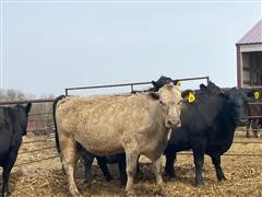 5 YO CharCross Summer Bred Cows (BID PER HEAD) 