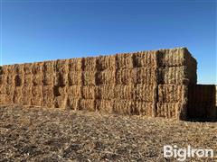 3x4 Large Square Bales Of Forage Sorghum GW-475 BMR 