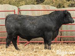 CF Ledger 053 21017 23013 2 YO Angus Bull 