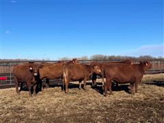 45) Comm. Red Angus 4 YO Bred Cows (BID PER HEAD) 