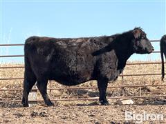 11) 4-7 YO Angus Bred Cows (BID PER HEAD) 