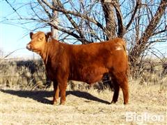 LOT 06 FLATIRON EXCEL 478 Red Angus Bull 