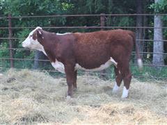 1) Open Hereford Hfr-Commercial 